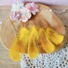 Plumes jaunes 5-12cm