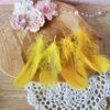 Plumes jaunes 5-12cm