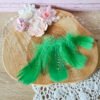Plumes vertes 5-12cm