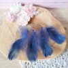 Plumes bleues 5-12cm